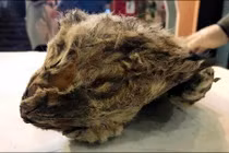 Xác ướp sư tử 50.000 năm tuổi còn nguyên vẹn ở Siberia