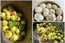 Đầu mùa, măng cụt xanh gọt vỏ gần triệu đồng/kg vẫn “cháy hàng“