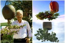 Vườn bonsai mọc ngược có 1-0-2 của “dị nhân” Quảng Nam 