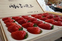 Vì sao dâu tây Kotoka Nhật Bản có giá 500.000 đồng/quả?