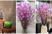 Chị em phát sốt với hoa đỗ quyên khô "ngủ đông" siêu lạ 