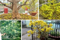 Đại gia “săn” mai vàng nguyên thủy, cổ thụ về chơi Tết 