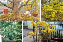 Đại gia “săn” mai vàng nguyên thủy, cổ thụ về chơi Tết 