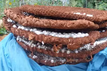 Bọ 3 sọc, phân khô: Lạ lùng đủ thứ quái dị người Trung Quốc gom mua