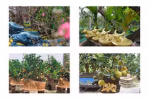 Mãn nhãn siêu phẩm trâu vàng “cõng” cây gây “sốt” dịp Tết 2021