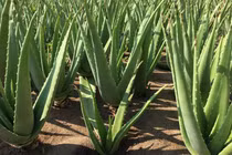 Trồng nha đam siêu đơn giản, lại "hốt bạc" cả trăm triệu 