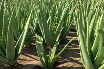 Trồng nha đam siêu đơn giản, lại "hốt bạc" cả trăm triệu 