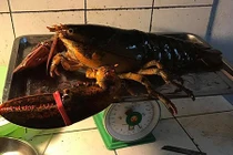 Bộ Nông nghiệp nói gì về tôm hùm Canada giá rẻ?