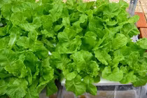 Trồng ngay những loại rau này để kịp đón Tết