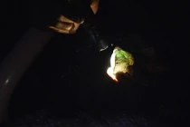 Hình ảnh khó tin về nghề săn ngọc bích quý hiếm