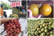 Sự thật các loại hoa quả “rẻ như cho” bán đầy chợ