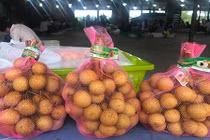 Nhãn "khủng" Tây Bắc bất ngờ xuất khẩu sang Mỹ