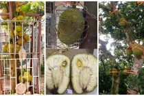 Muôn kiểu chống trộm mít "bá đạo" chỉ có ở Việt Nam