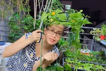 "Đã mắt" ngắm vườn rau quả tốt um trong biệt thự của Cẩm Ly