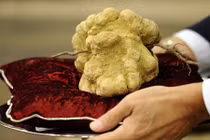 Mua nấm cục trắng "khủng", đại gia Hong Kong bỏ ra bao nhiêu tiền?