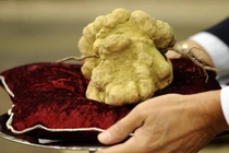 Mua nấm cục trắng "khủng", đại gia Hong Kong bỏ ra bao nhiêu tiền?