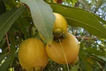 Độc đáo trái lý ở miền Tây có tiền cũng khó mua 