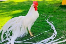 Loại gà có đuôi dài nhất thế giới, giá hàng trăm triệu đồng/con