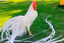 Loại gà có đuôi dài nhất thế giới, giá hàng trăm triệu đồng/con