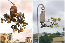 Đã mắt ngắm dàn bonsai mọc ngược có 1-0-2 tại Việt Nam