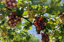 "Đã mắt" những giàn nho sai trĩu quả trên sân thượng, ai nhìn cũng "mê tít"