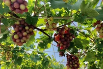 "Đã mắt" những giàn nho sai trĩu quả trên sân thượng, ai nhìn cũng "mê tít"