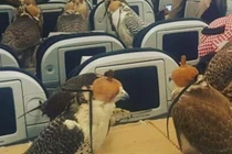 Cận cảnh loài chim “quý tộc” được đi máy bay giá nửa tỷ/con