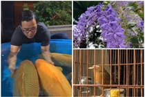 Cuộc sống hiện tại của “vua cá Koi” sau 2 năm ly hôn