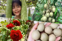 Có gì trong khu vườn rộng nghìn m2 của ca sĩ Mỹ Lệ?