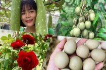 Có gì trong khu vườn rộng nghìn m2 của ca sĩ Mỹ Lệ?