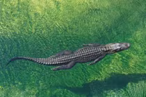 Người đàn ông suýt mất cánh tay vì tưởng nhầm cá sấu thật là mô hình nhựa