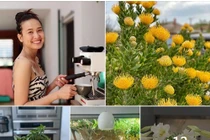 “Mỏi mắt” ngắm hoa nở rực rỡ trong vườn nhà Dương Mỹ Linh 