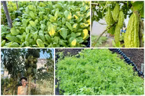 Mê mẩn vườn rau “ai ngang qua cũng thích” của Đoàn Di Băng