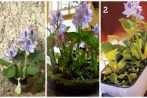 Thú vị bèo tây lên đời làm cảnh chơi tết