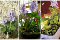 Thú vị bèo tây lên đời làm cảnh chơi tết