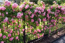 10 loại cây làm hàng rào tuyệt đẹp không thể bỏ qua