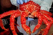 Sự thật “sốc” về cua Hoàng đế Alaska bán ở Việt Nam?