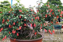 Hoa dâm bụt hàng rào thành bonsai siêu đẹp chơi Tết