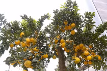 Bưởi bonsai vàng rực, hàng chục triệu xuống phố đón Tết Giáp Thìn 2024