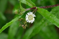 Video: Cỏ mực, "thần dược" mọc ven đường không phải ai cũng biết