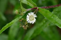 Video: Cỏ mực, "thần dược" mọc ven đường không phải ai cũng biết