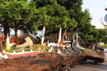 Thú chơi cây cảnh "đốt tiền" của đại gia Việt