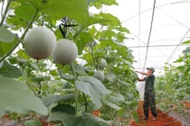 Phục lăn những vườn dưa lưới bạc tỷ của các hotboy Việt