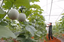 Phục lăn những vườn dưa lưới bạc tỷ của các hotboy Việt