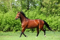 Top 10 loài thú cưng đắt nhất hành tinh 