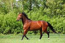 Top 10 loài thú cưng đắt nhất hành tinh 