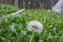 Cây dại ở Việt Nam sang nước ngoài “đắt như tôm tươi“