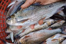 Loài cá trên núi cao, nửa triệu đồng/kg vẫn “cháy hàng“