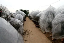 Lạ đời muôn kiểu chống rét, ủ ấm cho hoa chờ Tết