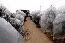 Lạ đời muôn kiểu chống rét, ủ ấm cho hoa chờ Tết